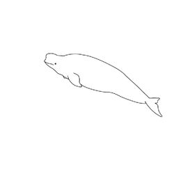 Beluga #1329
