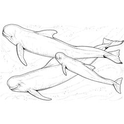 Beluga #1332
