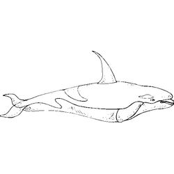 Beluga #1333