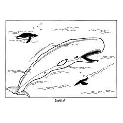 Beluga #1335