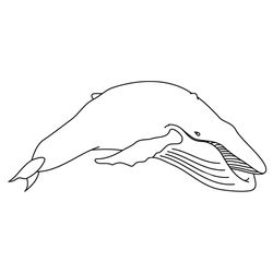 Beluga #1337