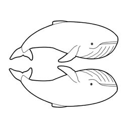 Beluga #1338