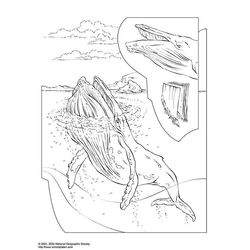 Beluga #1344