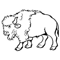 Bisonte