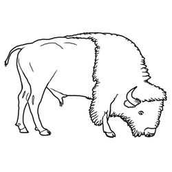Bisonte #1348