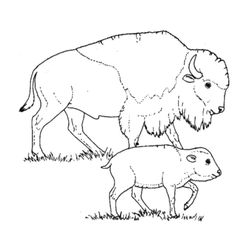 Bisonte #1349