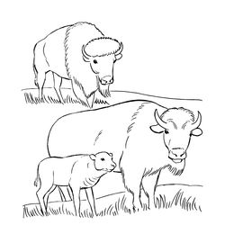 Bisonte #1351