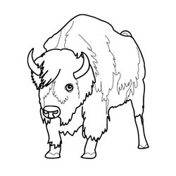 Bisonte #1355