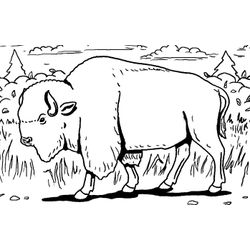 Bisonte #1356