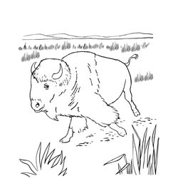 Bisonte #1360