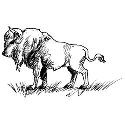 Bisonte #1361