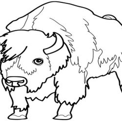 Bisonte #1365