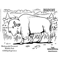 Bisonte #1373