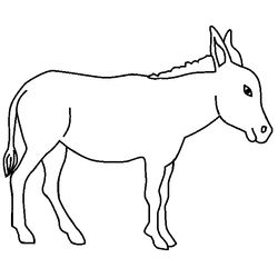 Burro #1502
