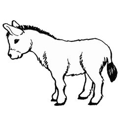 Burro #1503