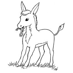 Burro #1504