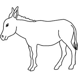 Burro #1506