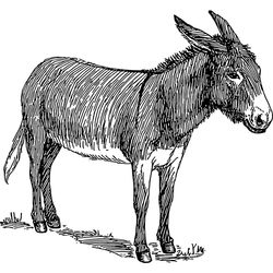 Burro #1511