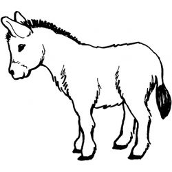 Burro #1512