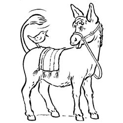 Burro #1516