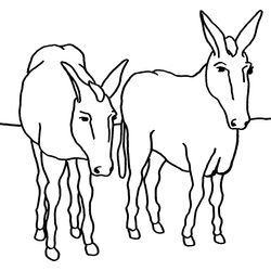 Burro #1519