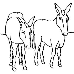 Burro #1532