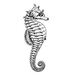Caballito de mar #1550
