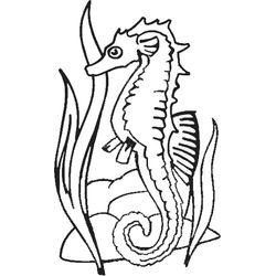 Caballito de mar #1552