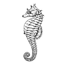 Caballito de mar #1555