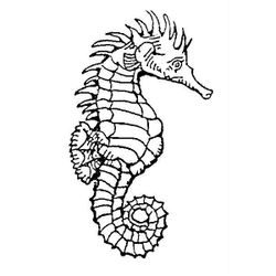 Caballito de mar #1561