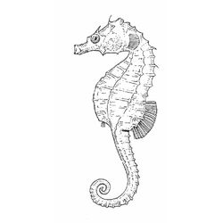 Caballito de mar #1563