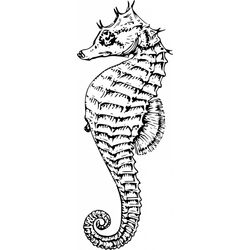 Caballito de mar #1574