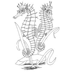 Caballito de mar #1577