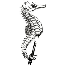 Caballito de mar #1584