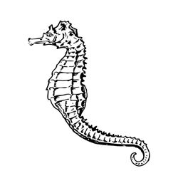 Caballito de mar #1588
