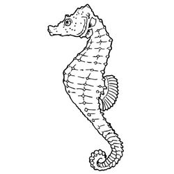 Caballito de mar #1590