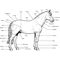 Caballo #1602