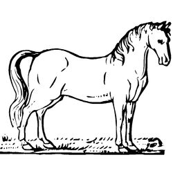 Caballo #1605