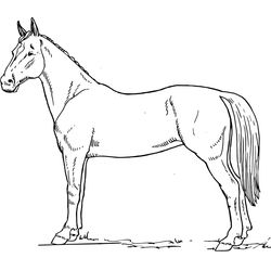 Caballo #1616