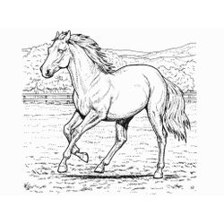 Caballo #1617