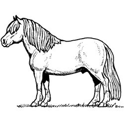 Caballo #1640