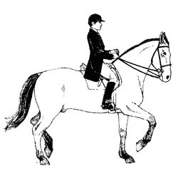 Caballo #1643
