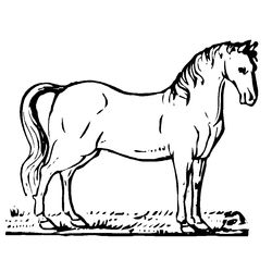 Caballo #1657