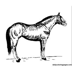 Caballo #1666