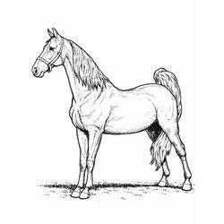 Caballo #1667