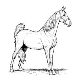 Caballo #1670