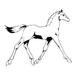 Caballo #1717