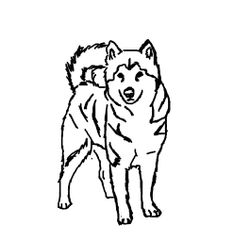 Cachorro #1846