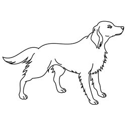 Cachorro #1855