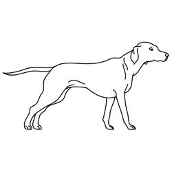 Cachorro #1862